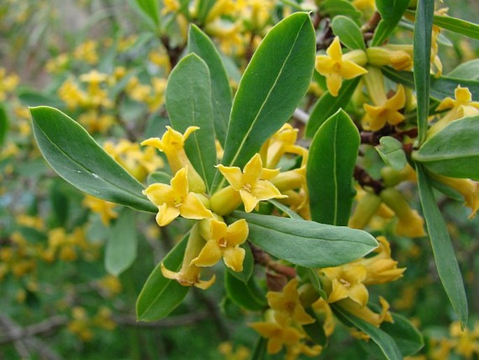 Daphne giraldii