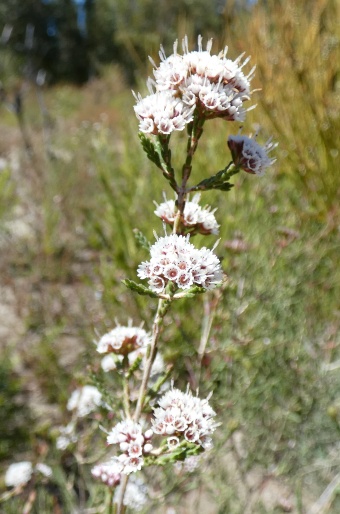 Darwinia micropetala