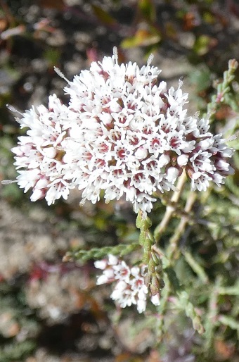 Darwinia micropetala