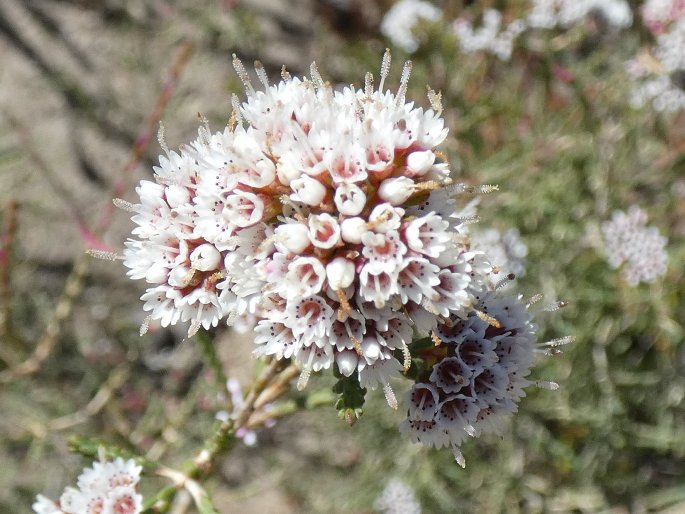 Darwinia micropetala