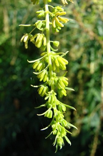 Datisca cannabina