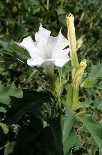 Datura