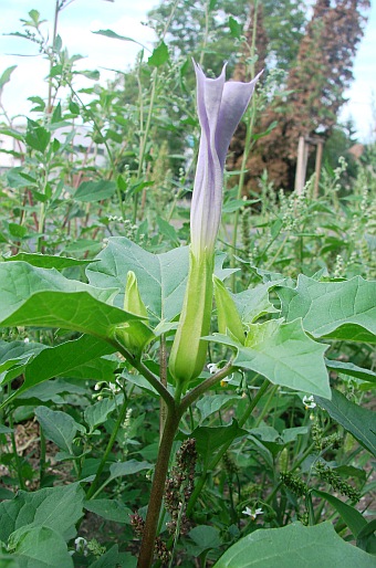 Datura