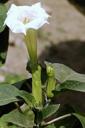 Datura metel