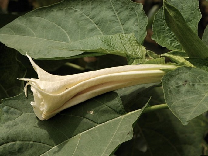 Datura metel