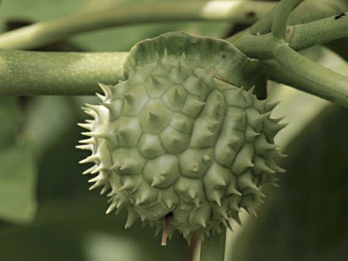 Datura metel