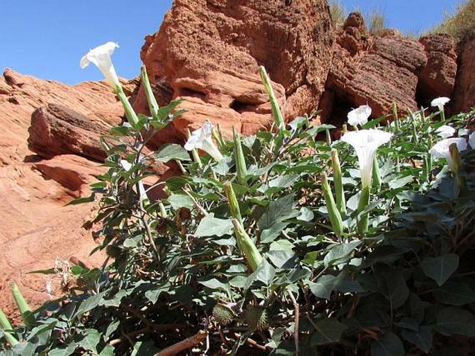 Datura wrightii