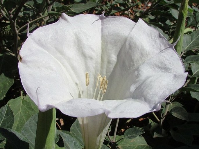 Datura wrightii