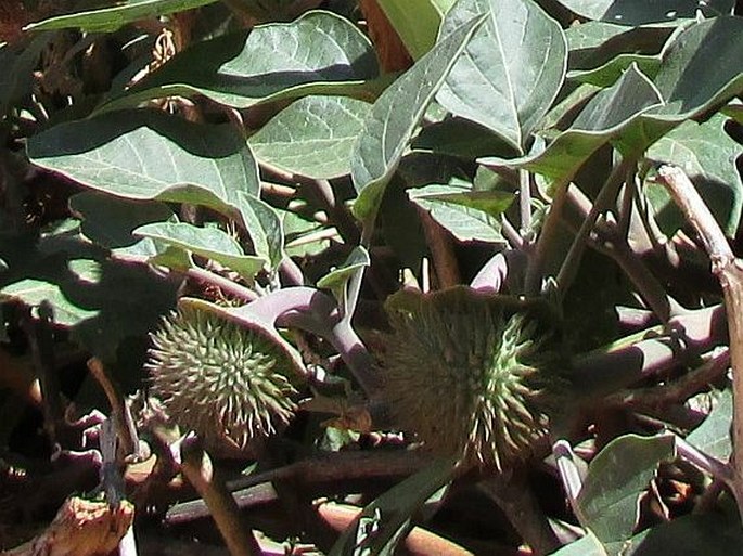 Datura wrightii