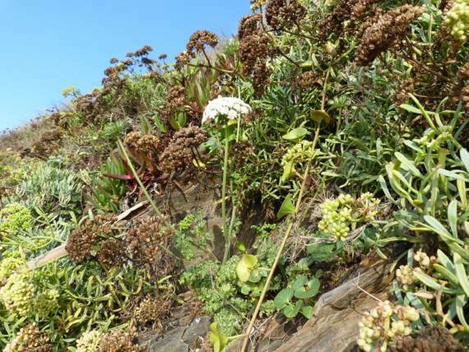 Daucus carota subsp. halophilus