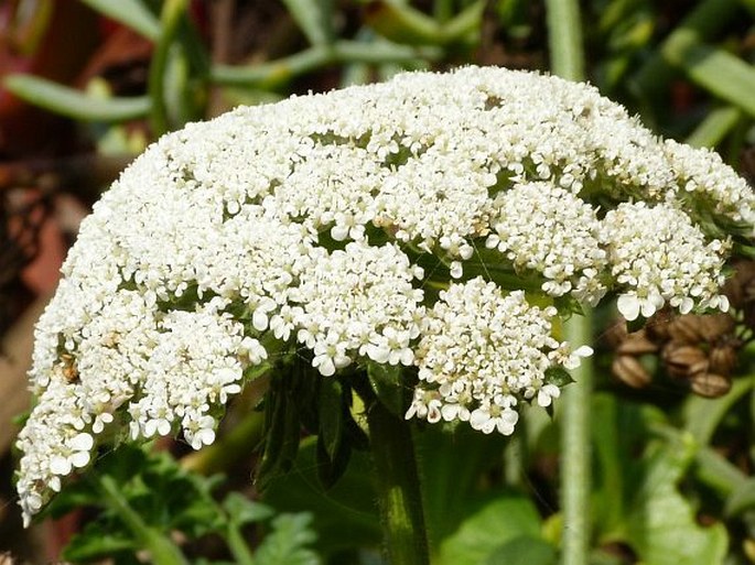 Daucus carota subsp. halophilus