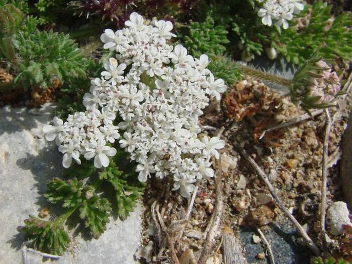 DAUCUS LITTORALIS Sm. - mrkev pobřežní / mrkva