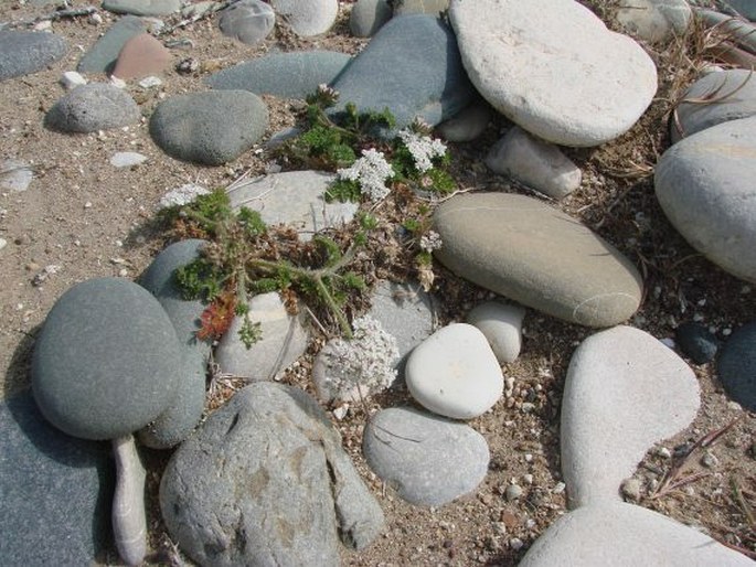 Daucus littoralis