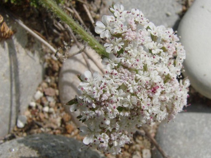 Daucus littoralis