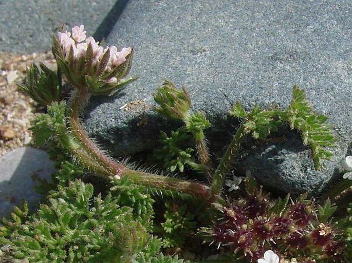 Daucus littoralis