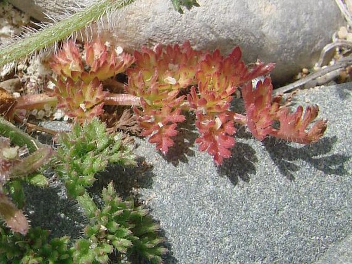 Daucus littoralis