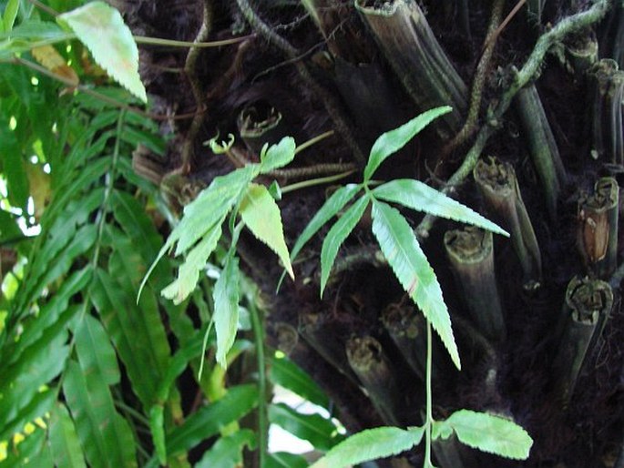 Davallia pentaphylla