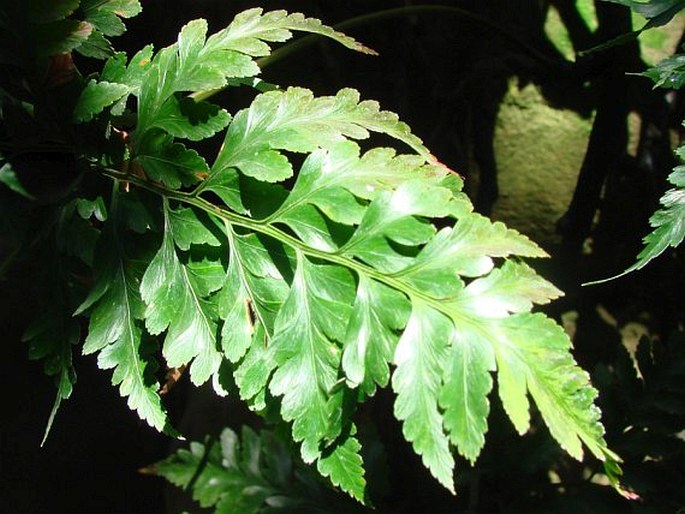 DAVALLIA SOLIDA (G. Forst.) Sw.