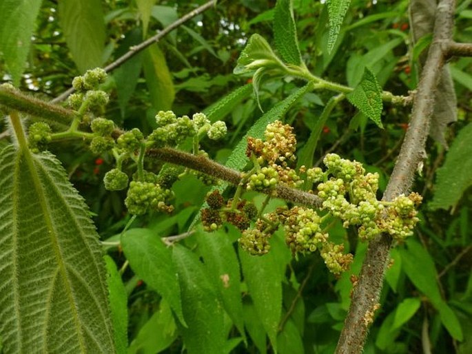 Debregeasia longifolia