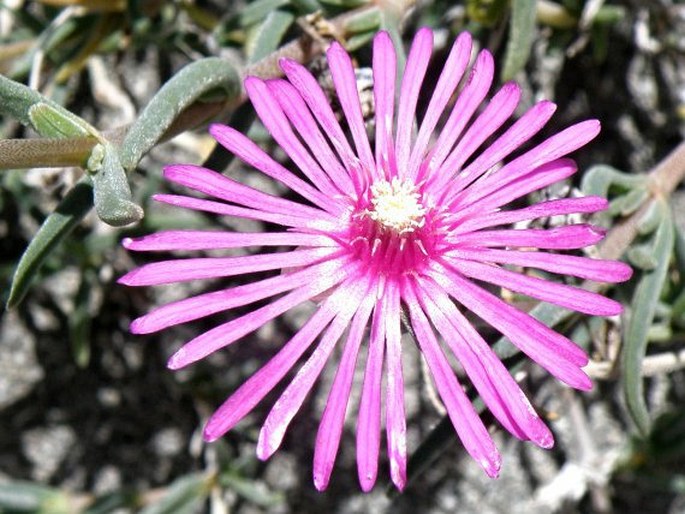 DELOSPERMA COOPERI (Hook. f.) L. Bolus