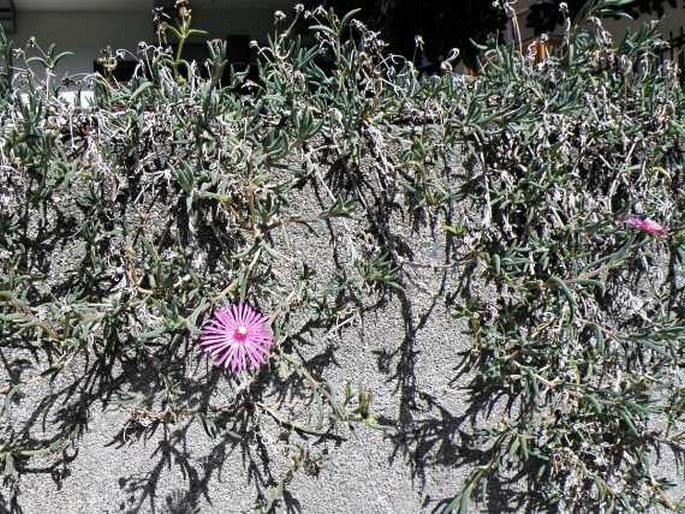 Delosperma cooperi