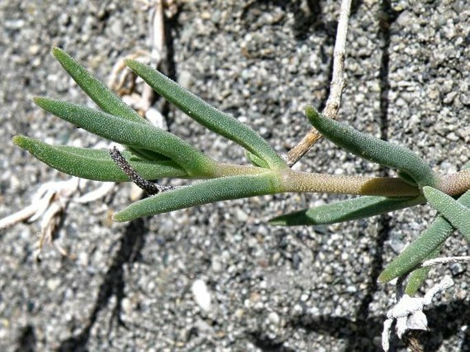 Delosperma cooperi