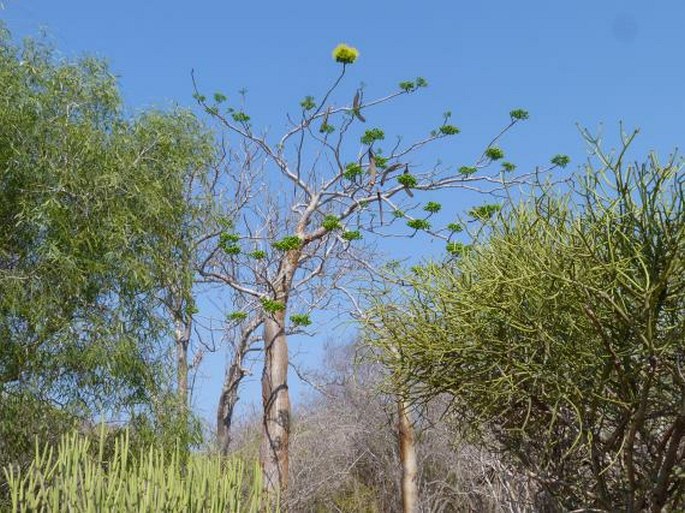 Delonix floribunda