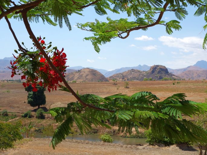 Delonix regia