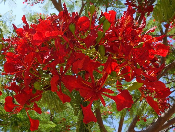 Delonix regia