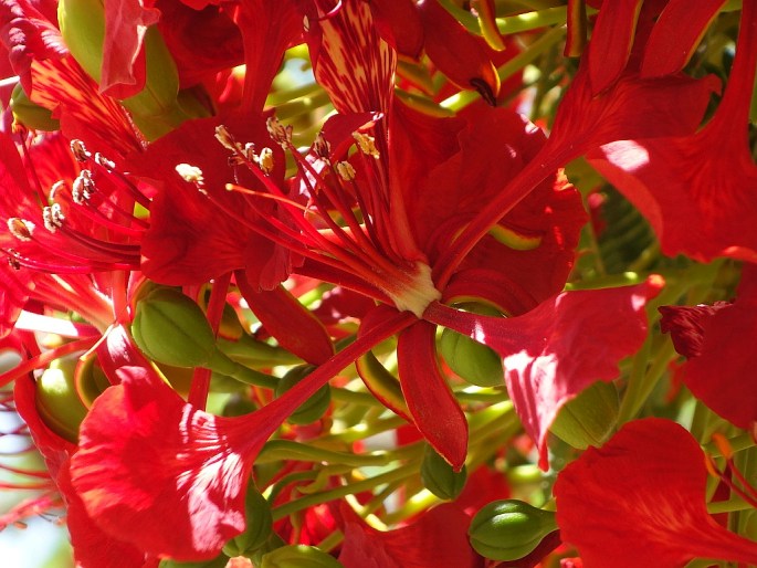 Delonix regia