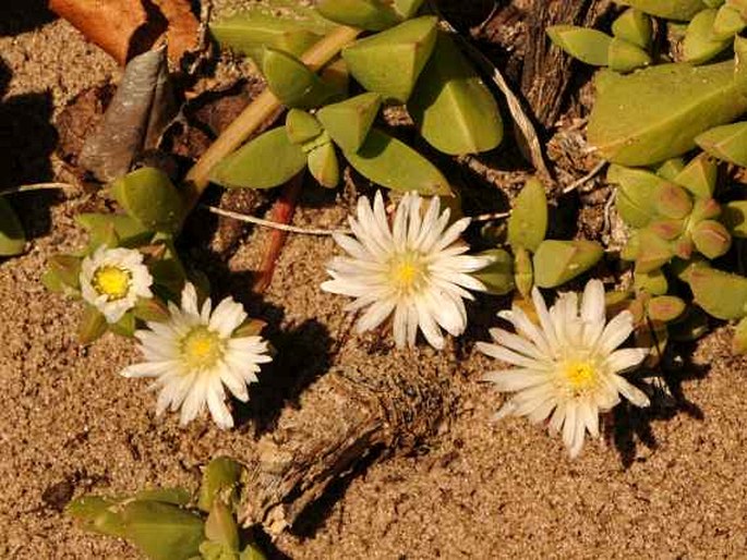 DELOSPERMA LITORALE (Kensit) L. Bolus