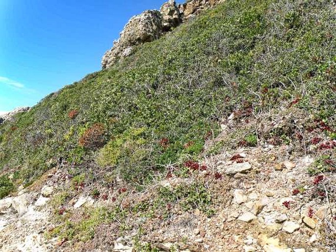 Delosperma litorale