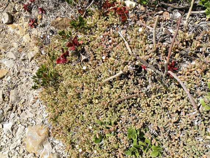 Delosperma litorale