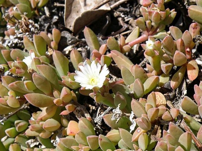 Delosperma litorale