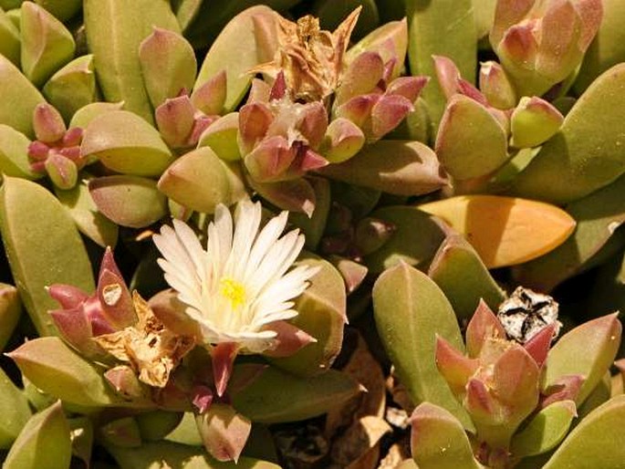 Delosperma litorale