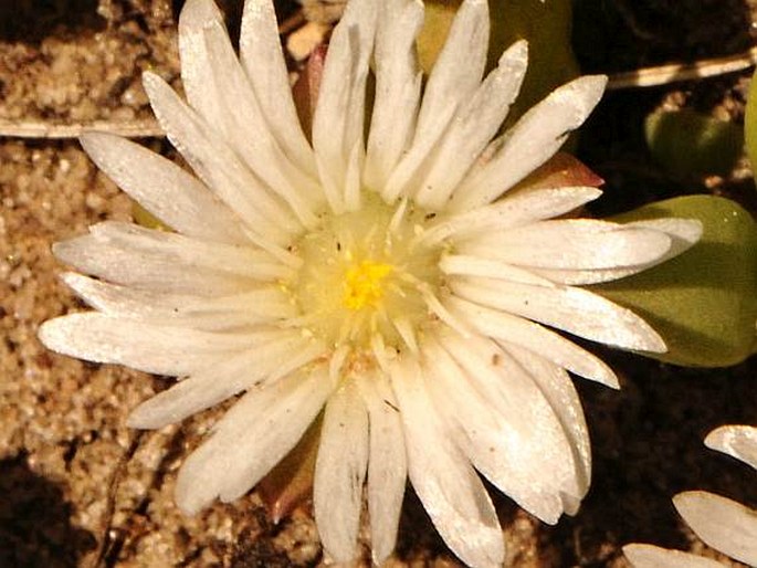 Delosperma litorale