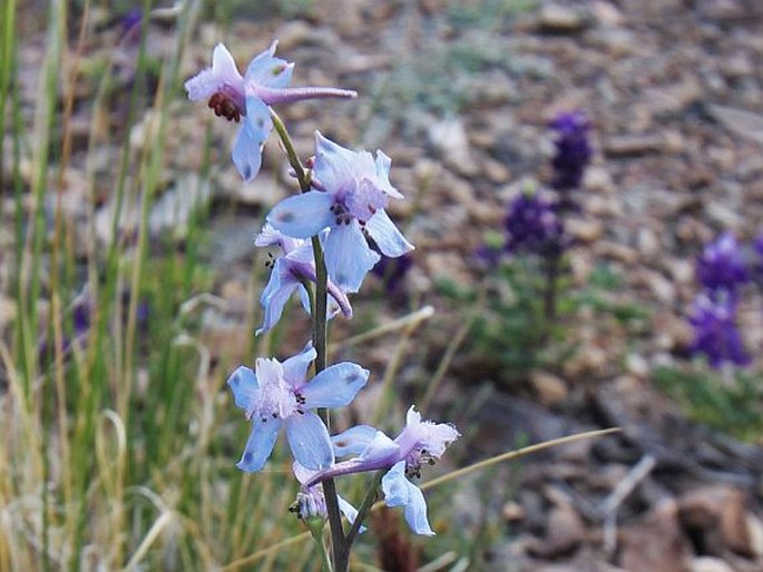 DELPHINIUM PARISHII A. Gray - stračka / stračonôžka