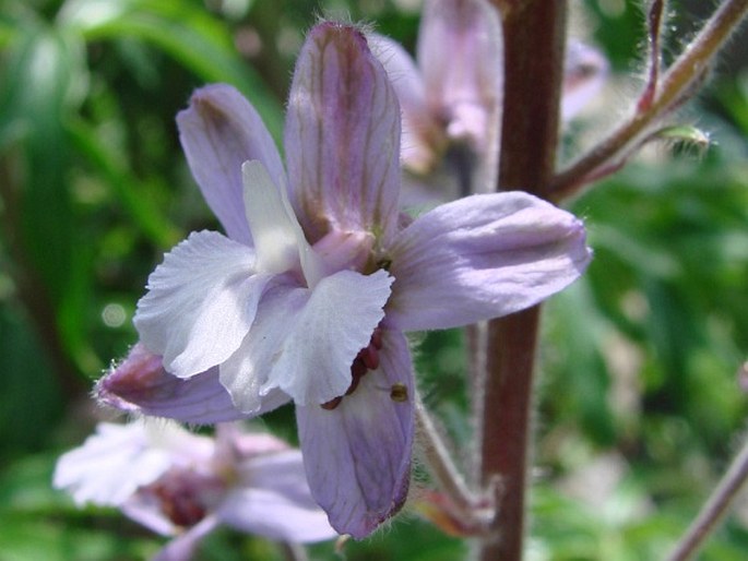 Delphinium requienii