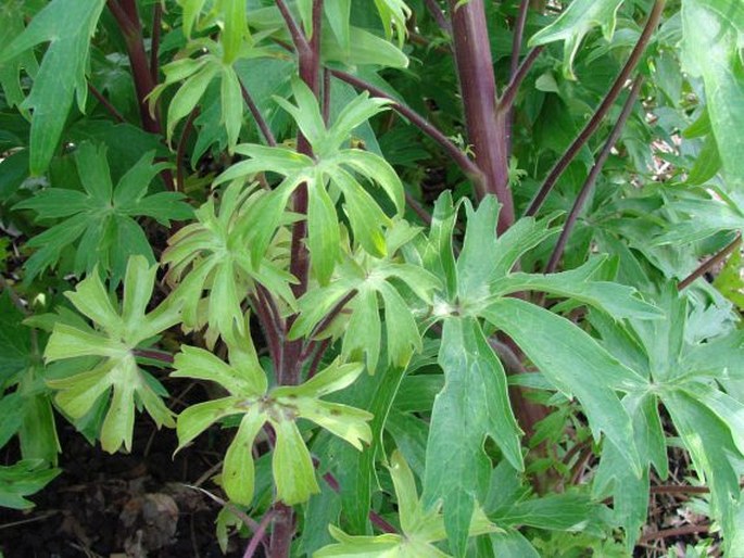 Delphinium requienii