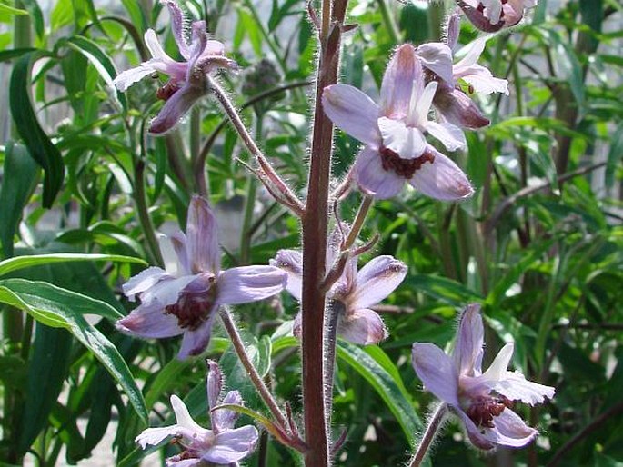 DELPHINIUM REQUIENII DC. - stračka / stračonôžka