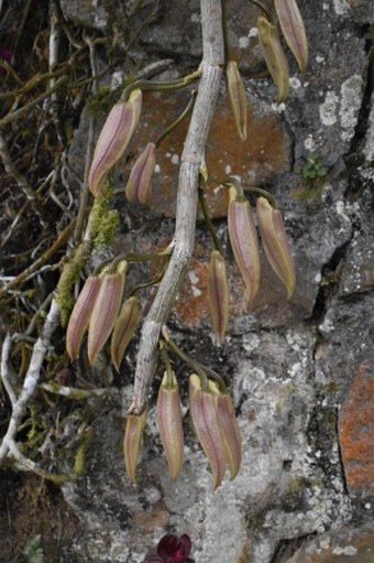 Dendrobium anosmum