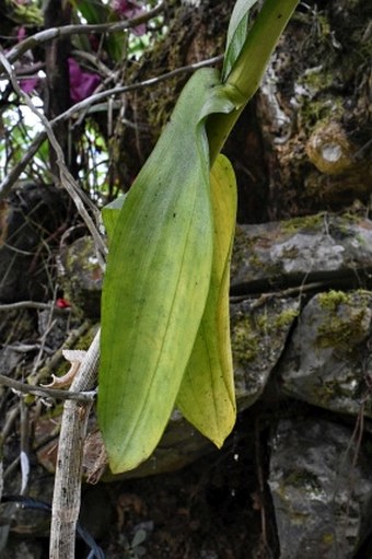 Dendrobium anosmum