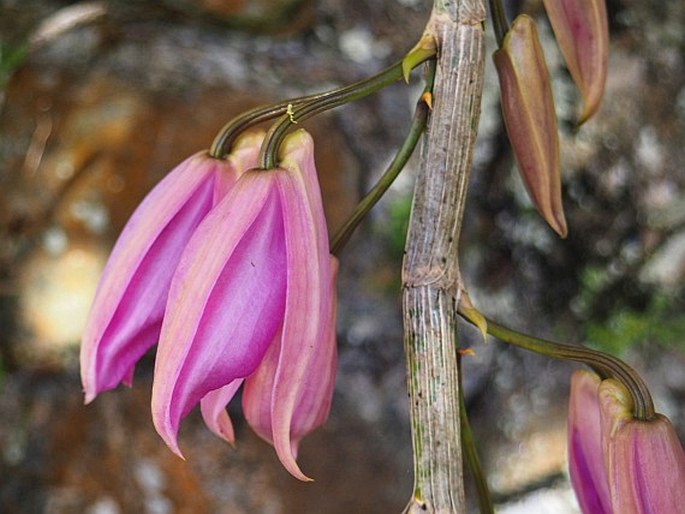 Dendrobium anosmum