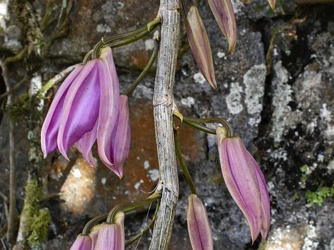 DENDROBIUM ANOSMUM Lindl. – stromobytec