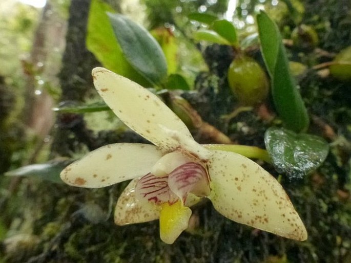 Dendrobium brevibulbum