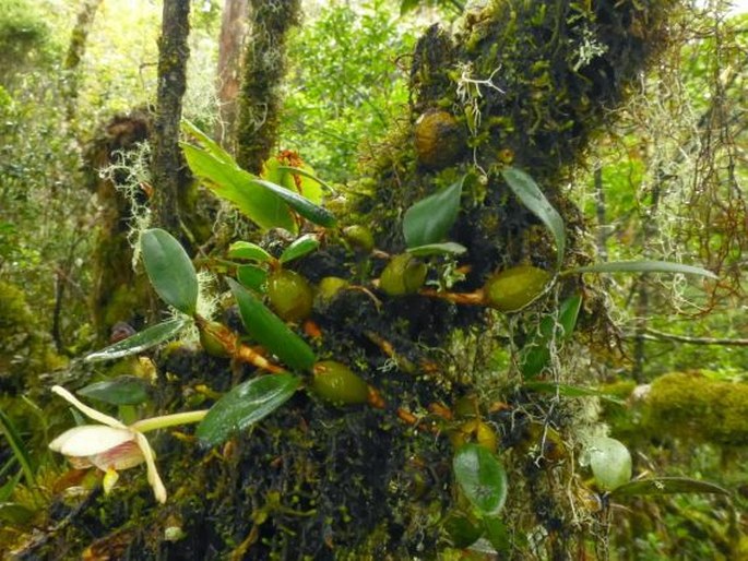 Dendrobium brevibulbum