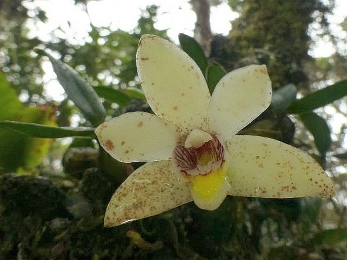 Dendrobium brevibulbum