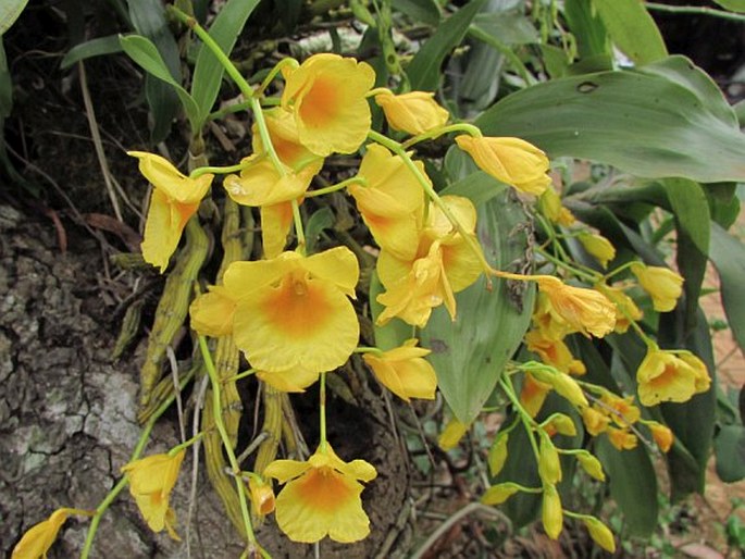 DENDROBIUM DIXANTHUM Rchb. f.