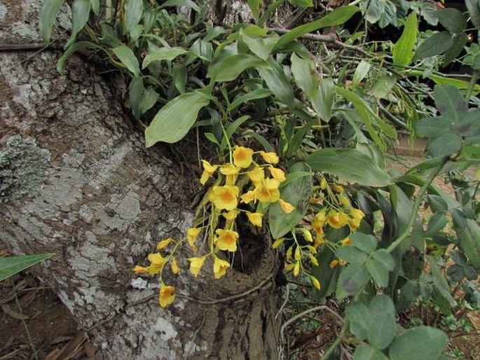 Dendrobium dixanthum