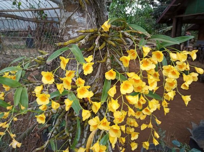 Dendrobium dixanthum